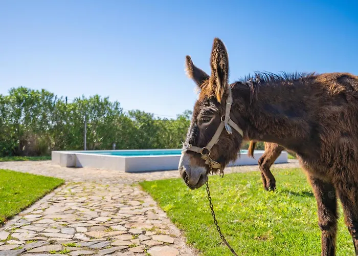 Casa de férias: Burro Ville By Host Wise