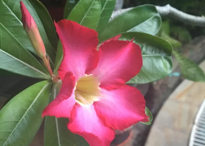 Secret Garden Inn